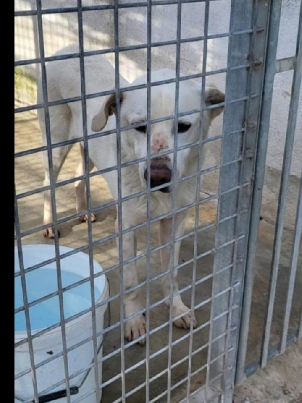 Rino Adulto Vissuto 7Anni Con Museruola H 24.Napoli