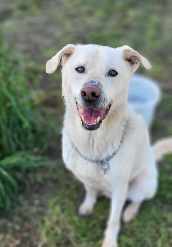 Rino adulto vissuto 7anni con museruola h 24.NAPOLI Foto 2