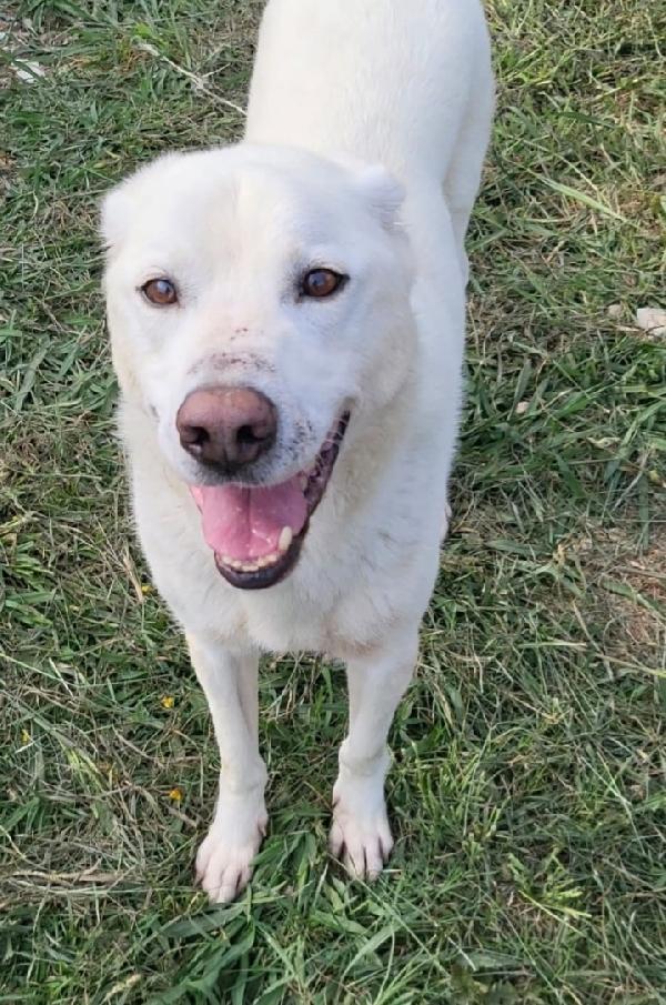 Rino adulto vissuto 7anni con museruola h 24.NAPOLI Foto 5