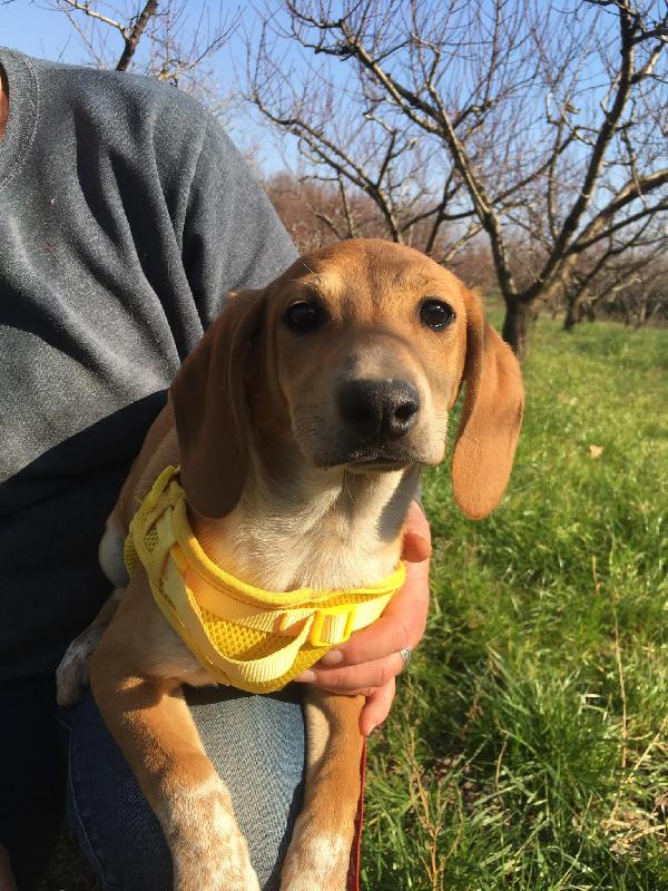 Musa Mix Segugina Taglia Medio Piccola