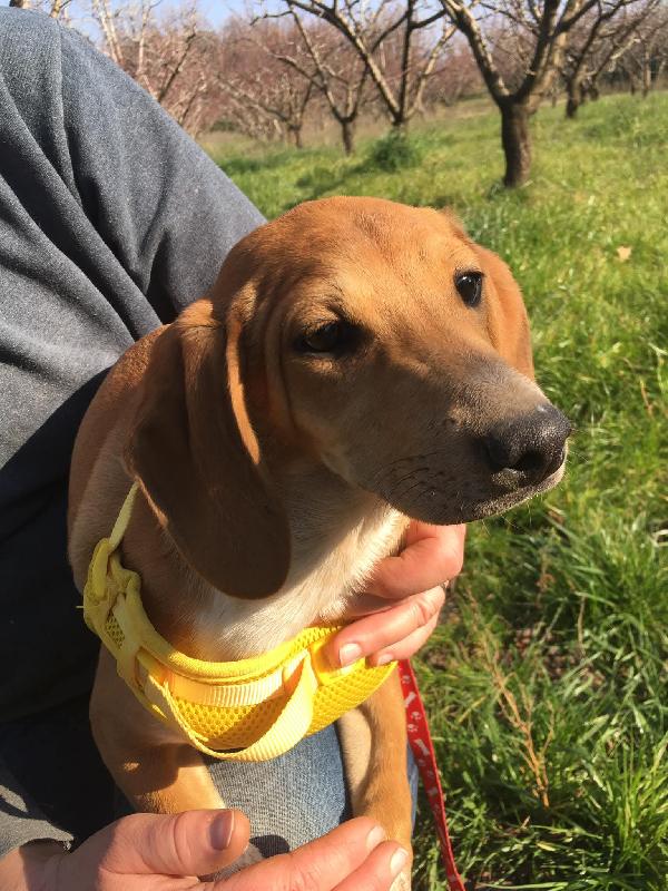 MUSA mix segugina taglia medio piccola Foto 2