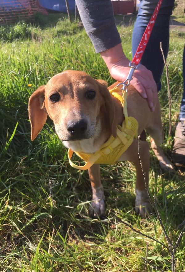 MUSA mix segugina taglia medio piccola Foto 4