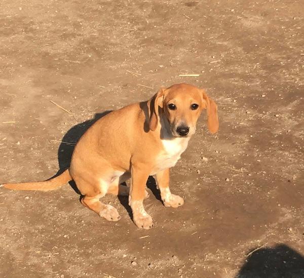 MUSA mix segugina taglia medio piccola Foto 5