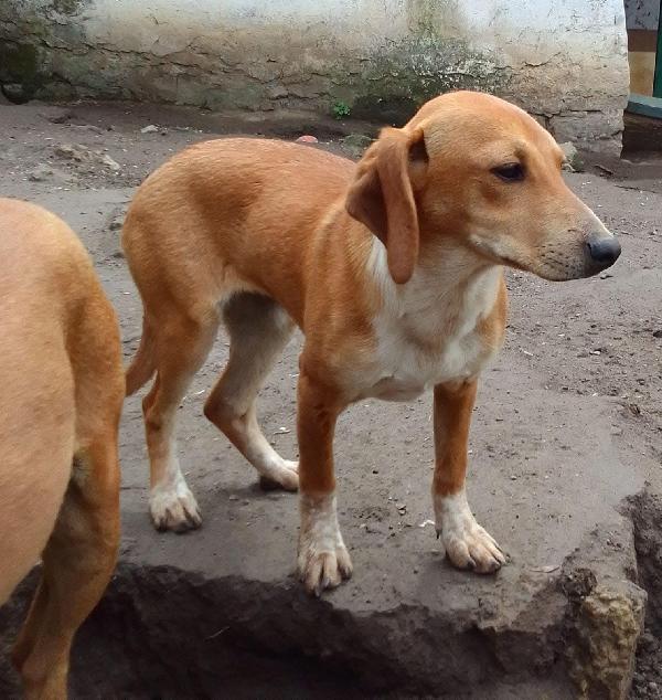 MUSA mix segugina taglia medio piccola Foto 6