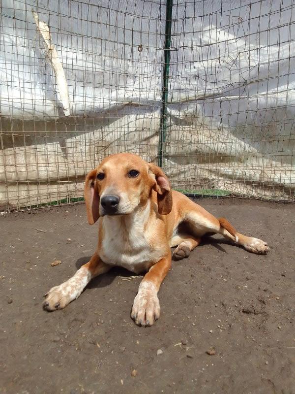 MUSA mix segugina taglia medio piccola Foto 8