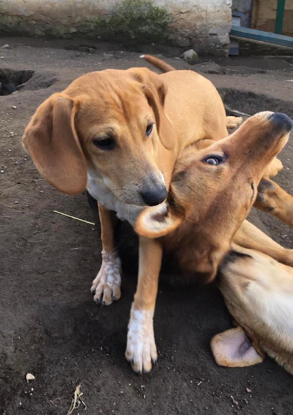 MUSA mix segugina taglia medio piccola Foto 7