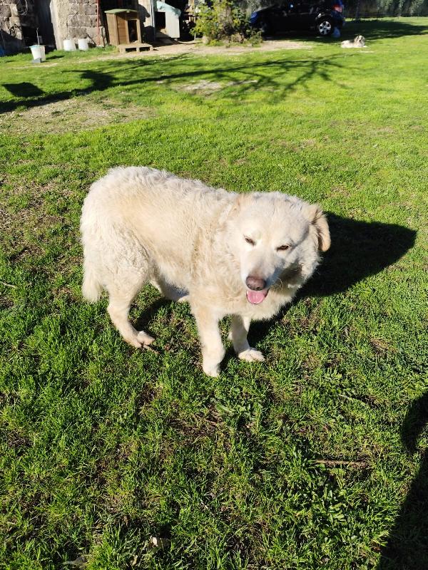 Blanca Pastore Maremmano Femmina