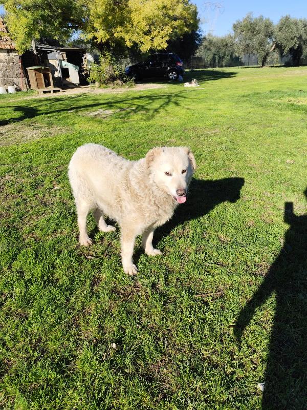 BLANCA pastore maremmano femmina Foto 2