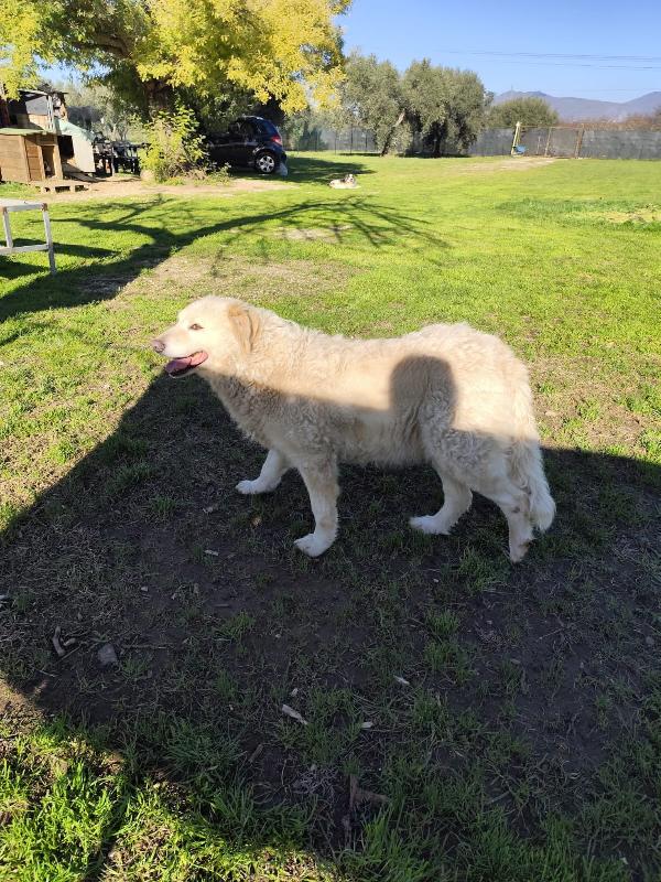 BLANCA pastore maremmano femmina Foto 3