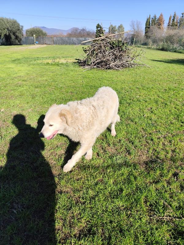 BLANCA pastore maremmano femmina Foto 4
