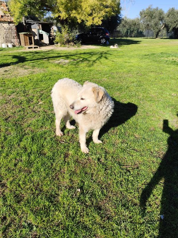 BLANCA pastore maremmano femmina Foto 5