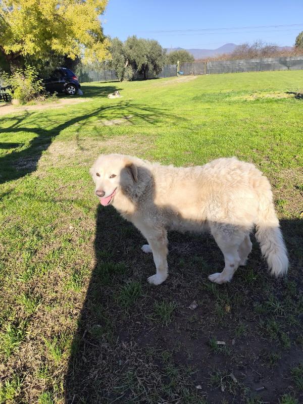 BLANCA pastore maremmano femmina Foto 6