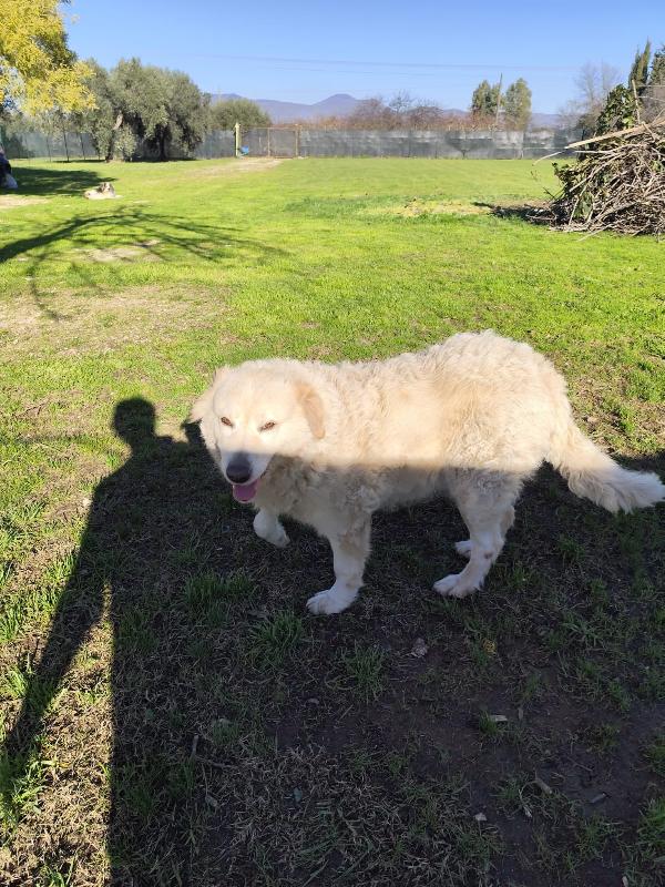 BLANCA pastore maremmano femmina Foto 7