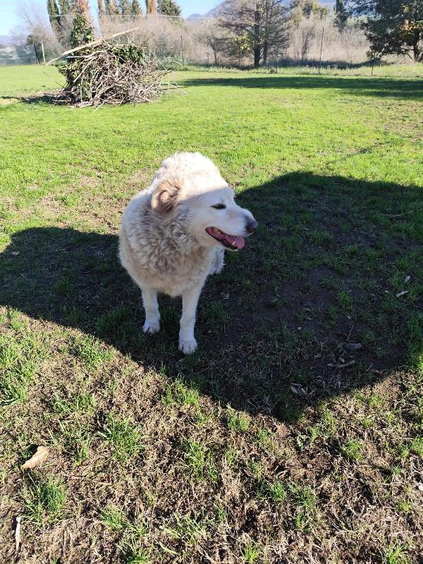 BLANCA pastore maremmano femmina Foto 8