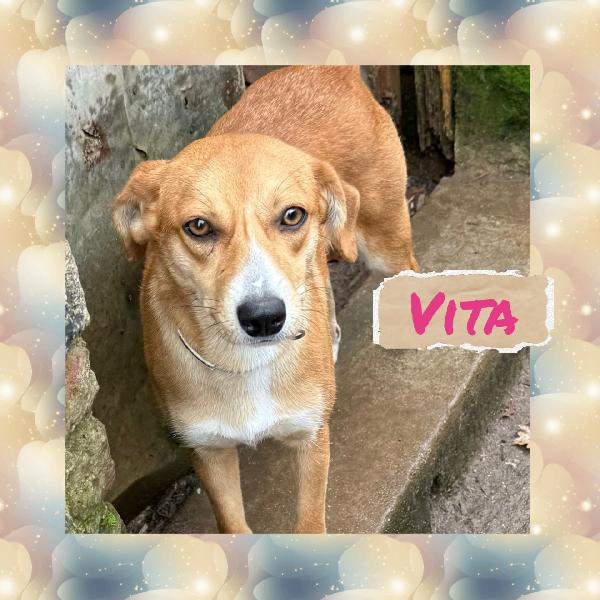 🌼🐾 Vita 🐾🌼 Dolcissima Cagnolina Taglia Piccola (10 Kg) In Adozione 