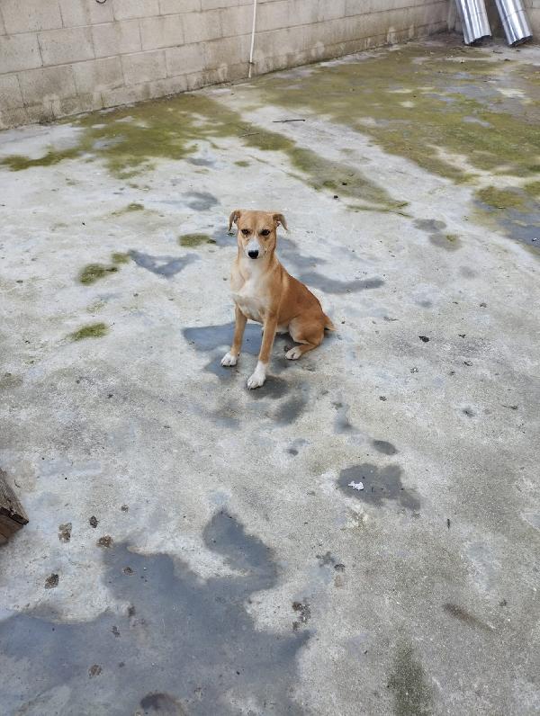 🌼🐾 vita 🐾🌼 dolcissima cagnolina taglia piccola (10 kg) in adozione  Foto 5