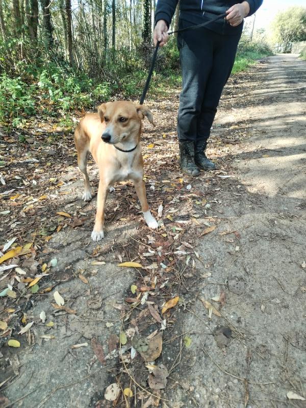 🌼🐾 vita 🐾🌼 dolcissima cagnolina taglia piccola (10 kg) in adozione  Foto 6