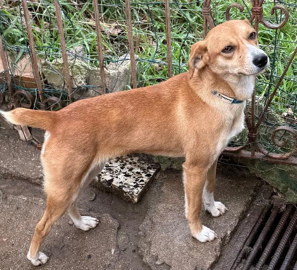 💕🐾 vita 🐾💕 stupenda cagnolina taglia piccola in adozione  Foto 2