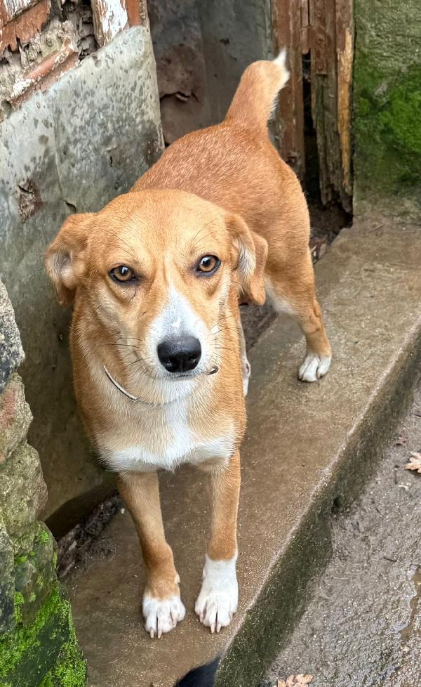 💕🐾 vita 🐾💕 stupenda cagnolina taglia piccola in adozione  Foto 3