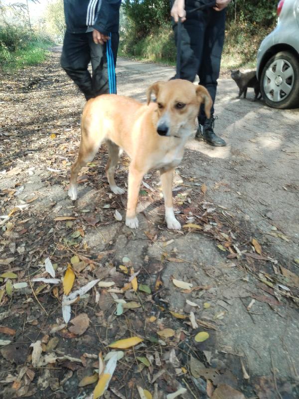 🌸🐾 vita 🐾🌸 buonissima bellissima cagnolina taglia piccola in adozione  Foto 5