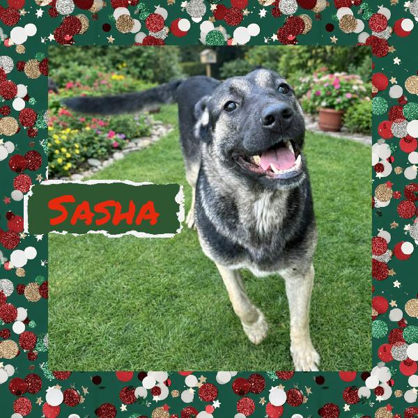 🌼🐾 Sasha 🐾🌼 Bellissima Simil Pastore In Adozione 