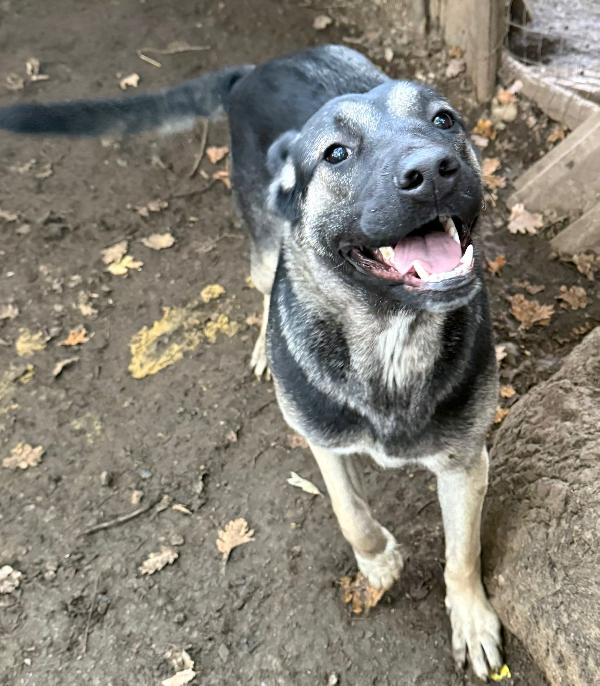 🌼🐾 sasha 🐾🌼 bellissima simil pastore in adozione  Foto 2