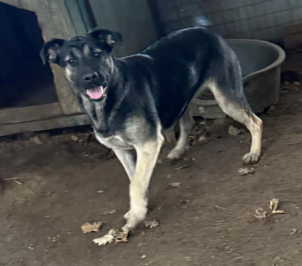 🌼🐾 sasha 🐾🌼 bellissima simil pastore in adozione  Foto 3