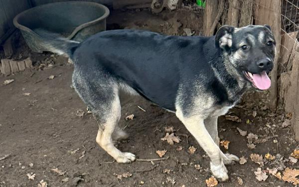 🌼🐾 sasha 🐾🌼 bellissima simil pastore in adozione  Foto 4