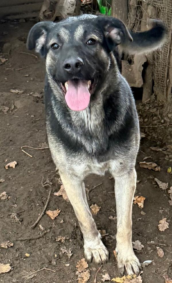 🌼🐾 sasha 🐾🌼 bellissima simil pastore in adozione  Foto 5