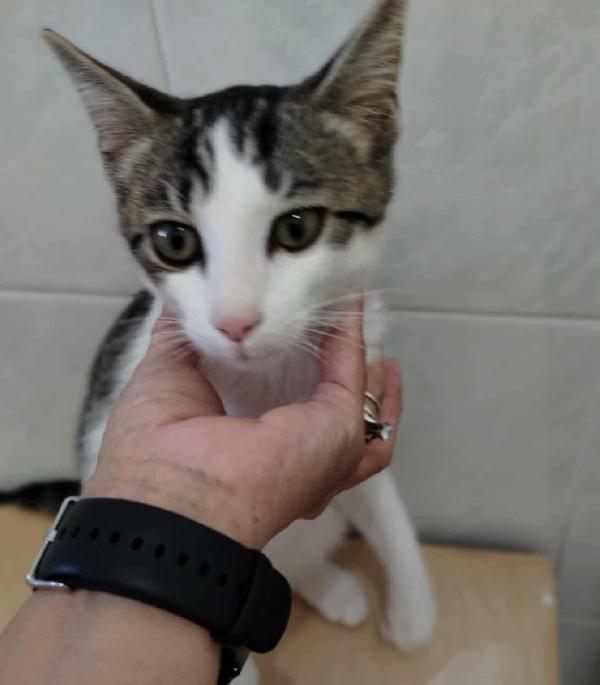 PACO, dolce micino in adozione! Foto 3