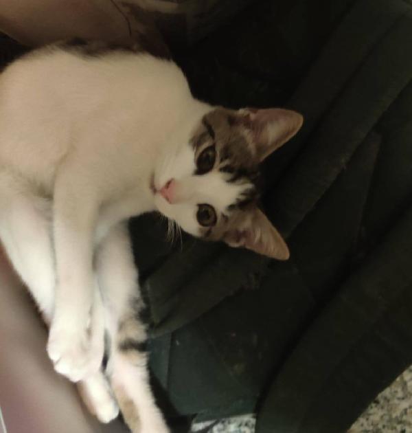 PACO, dolce micino in adozione! Foto 4