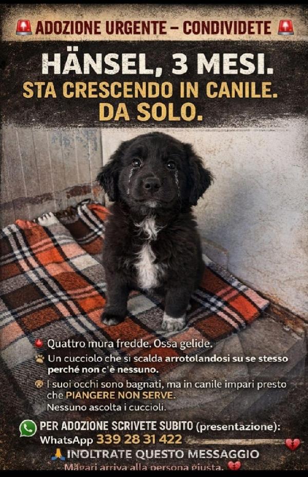 Cucciolo 3Mesi Solo In Canile Al Freddo.napoli