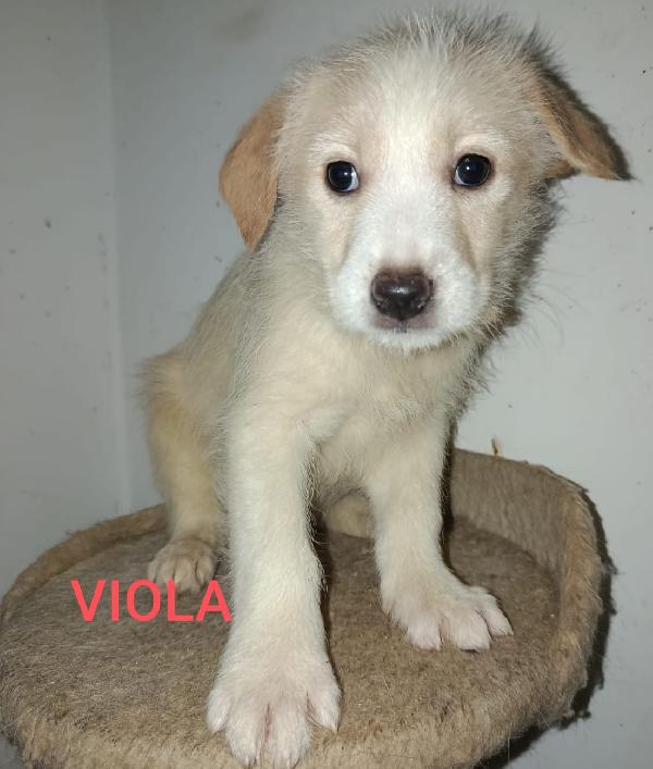 Viola Ancora Aspetta 😢