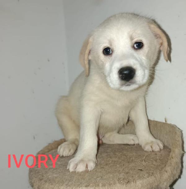 Ivory Attende Una Famiglia 