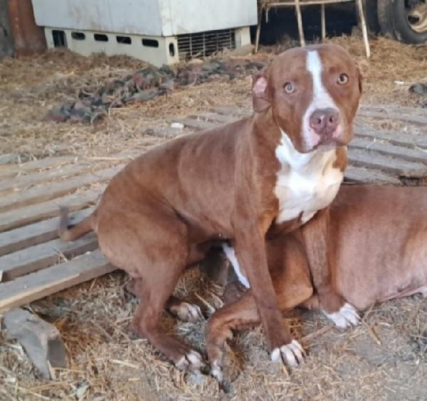 Pitbull 18mesi bello e buono CALABRIA  Foto 3