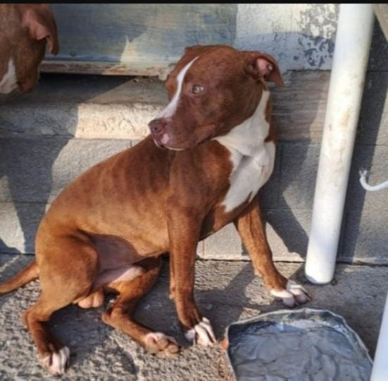 Pitbull 18mesi bello e buono CALABRIA  Foto 4