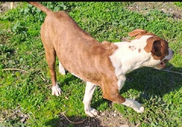 Pitbull 18mesi bello e buono CALABRIA  Foto 8