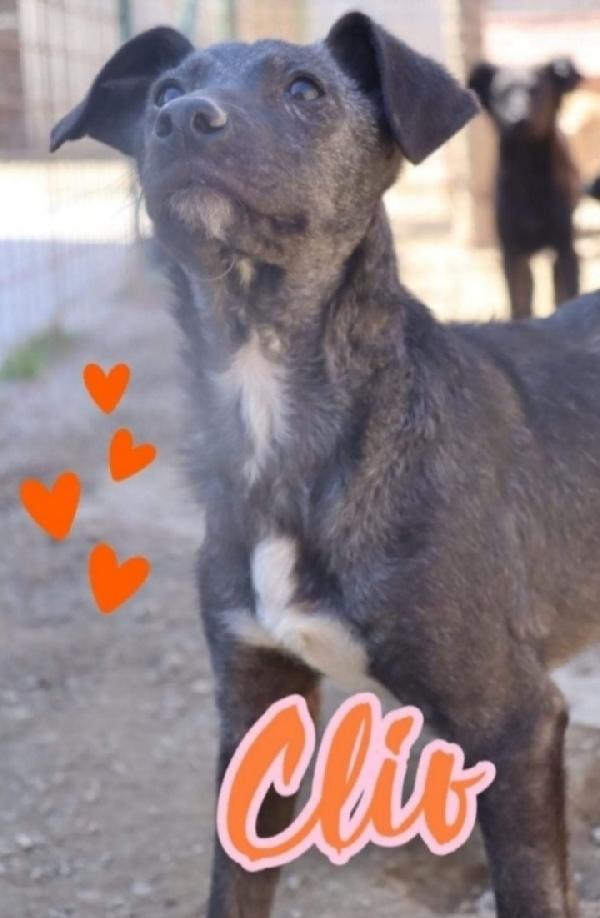 Clio Cagnolina 2Anni Tg Media Sos Casa Puglia 