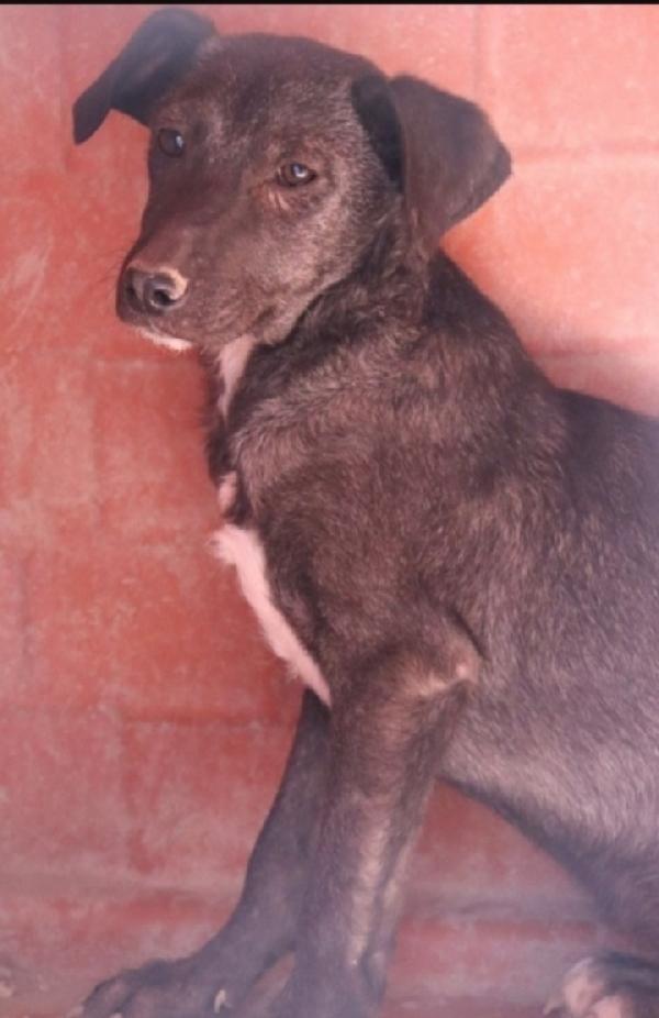 Clio cagnolina 2anni tg media SOS CASA PUGLIA  Foto 2