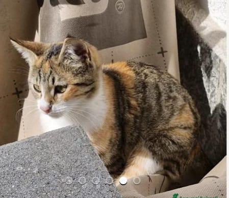 Micina tigrata tricolore e nera/bianca 6mesi Foto 3