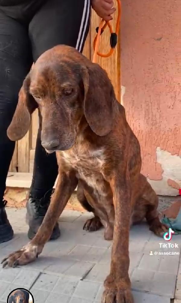 Segugio 5anni dolce ed affettuoso MESSINA Foto 3