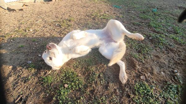 Ginny visibile a Pavia  Foto 3