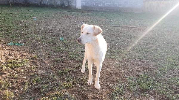 Ginny visibile a Pavia  Foto 4