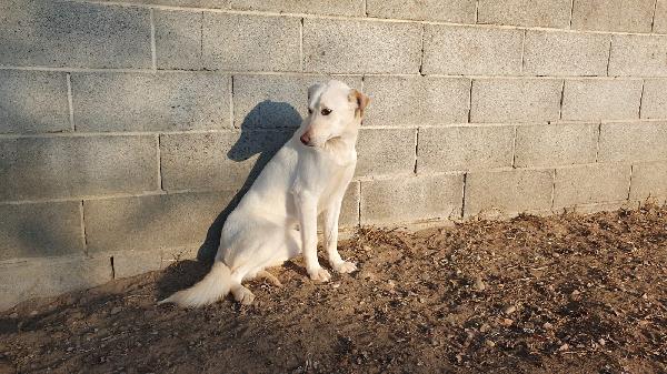 Ginny visibile a Pavia  Foto 5