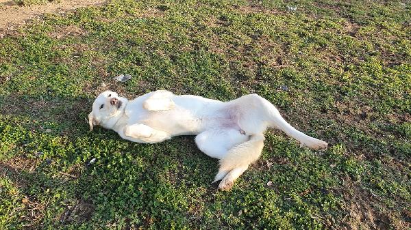 Ginny visibile a Pavia  Foto 6