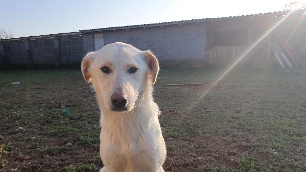 Ginny visibile a Pavia  Foto 7