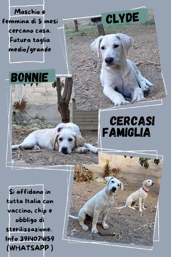 Fratello/sorella mix Labrador 8/9mesi SOS URGENTE Foto 6