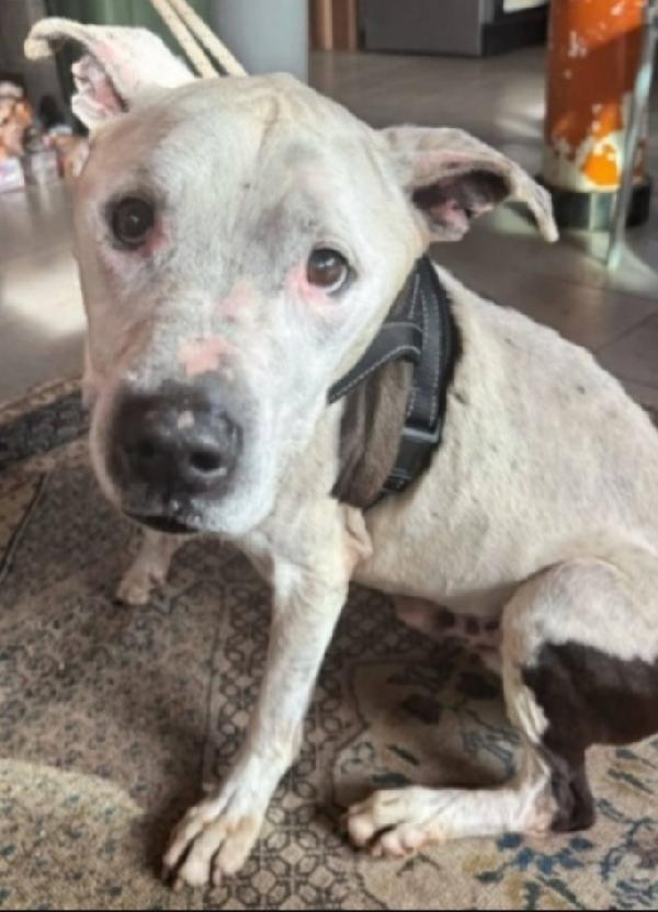 Pitbull Anziano Qualcuno Lo Tolga Dal Canile