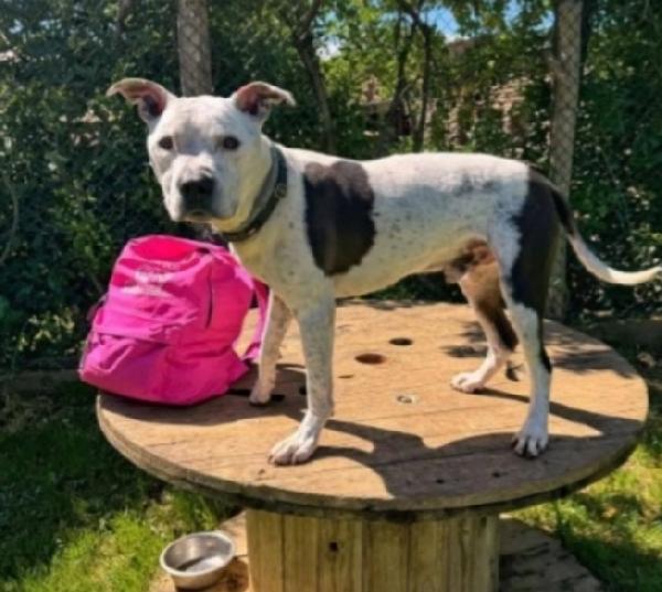 Pitbull anziano qualcuno lo tolga dal canile Foto 2