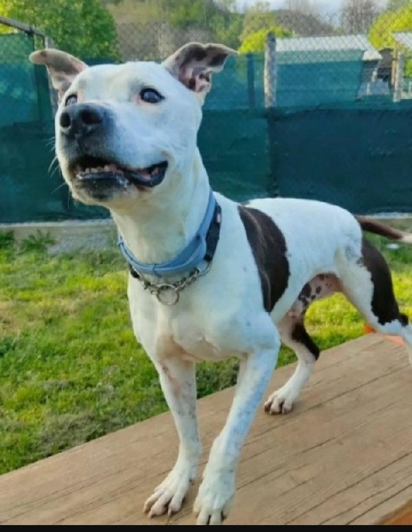 Pitbull anziano qualcuno lo tolga dal canile Foto 3